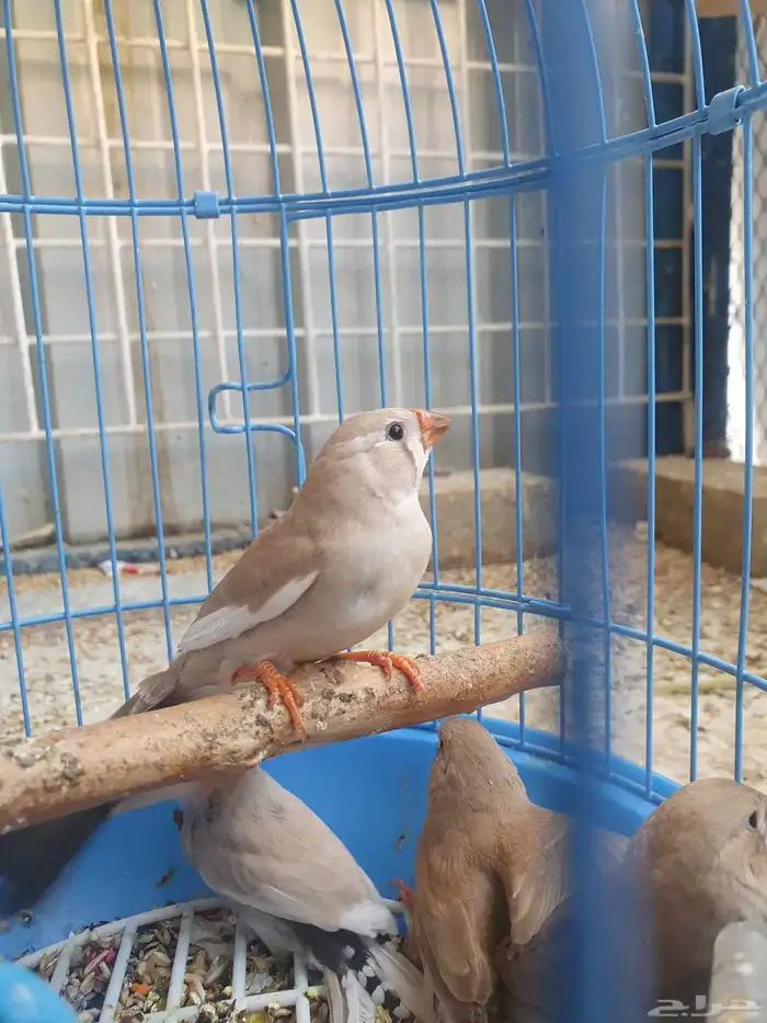 مجموعه طيور للبيع 3