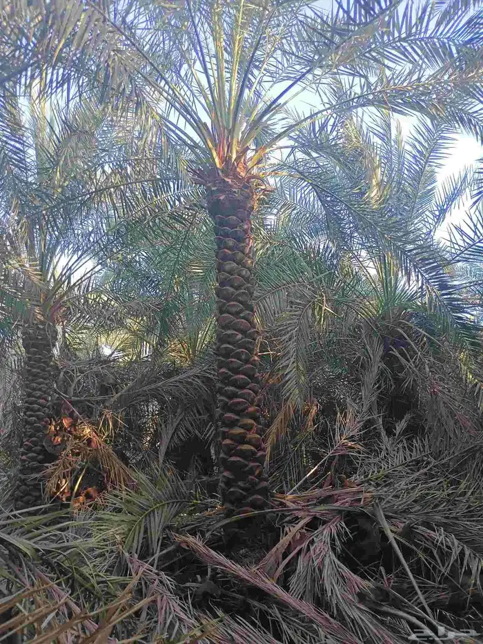 يوجد لدينا نخل مكرب هلال من 3م لا 6م 0