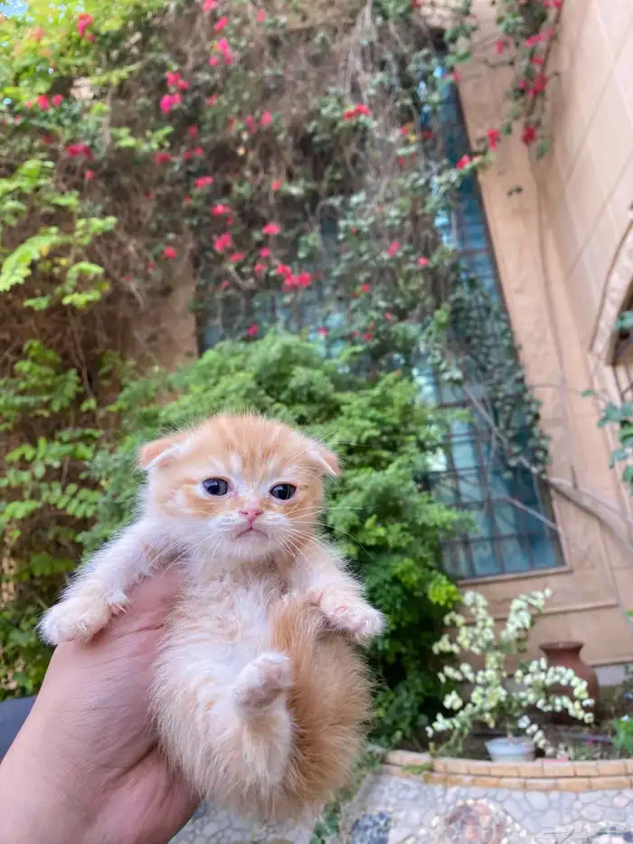 سكوتش فولد مطعمين الوان مميزة للبيع ولايوجد تبني 9