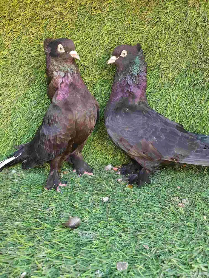 زوج تركي اسود لمعه 8