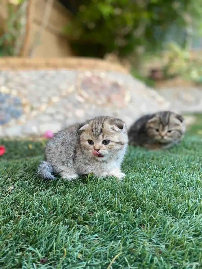 سكوتش فولد مطعمين الوان مميزة للبيع ولايوجد تبني 10