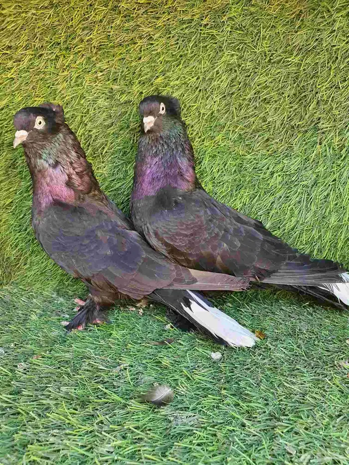 زوج تركي اسود لمعه 3