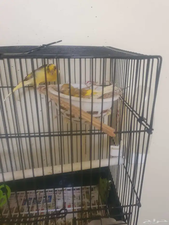 مجموعه طيور للبيع 20