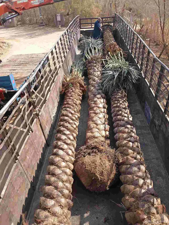 يوجد لدينا نخل مكرب هلال من 3م لا 6م 1