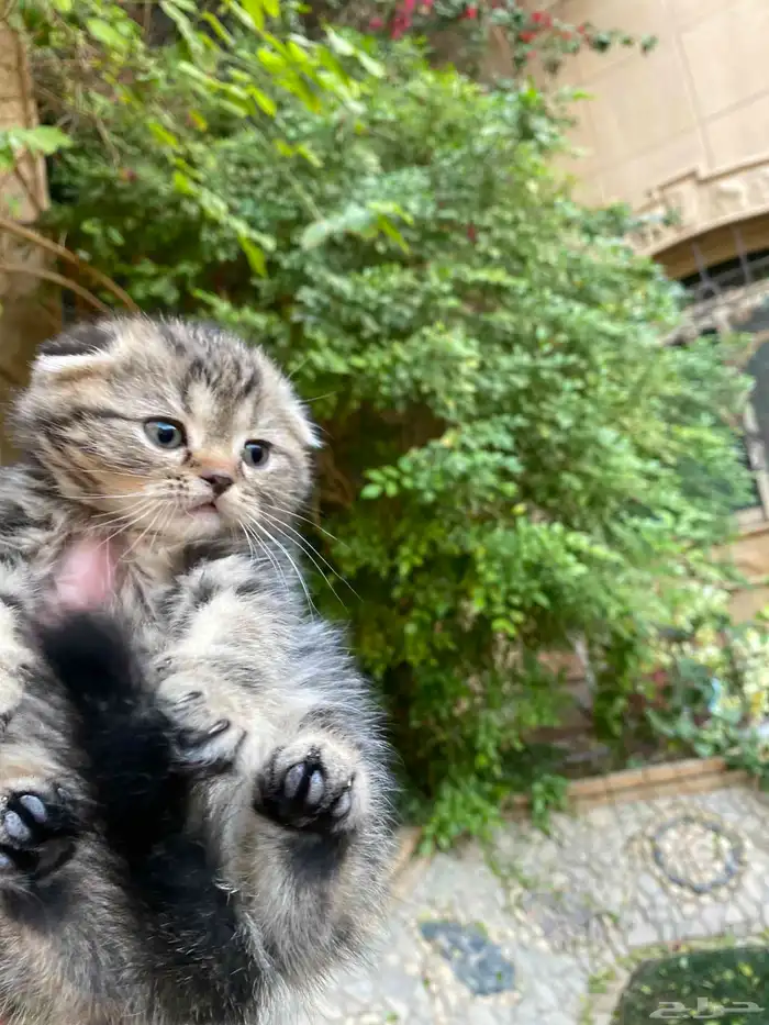 سكوتش فولد مطعمين الوان مميزة للبيع ولايوجد تبني 30