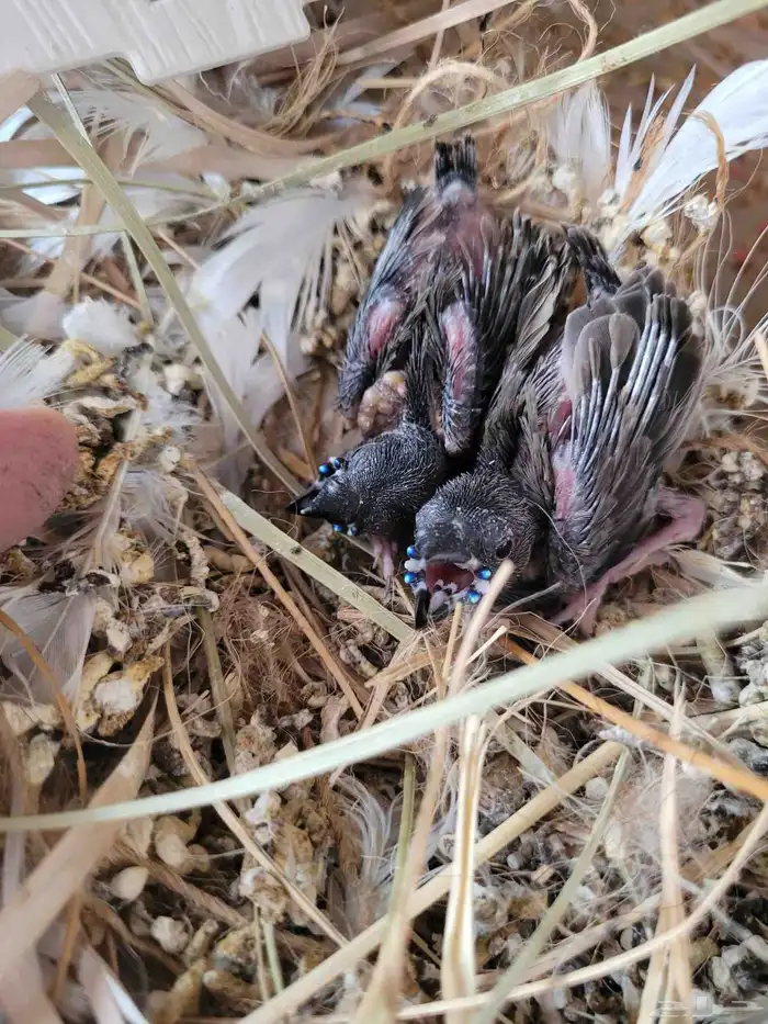 فروخ قولدن فنش 0