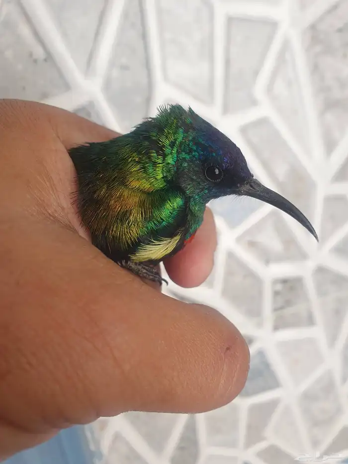 مجموعه طيور للبيع 12