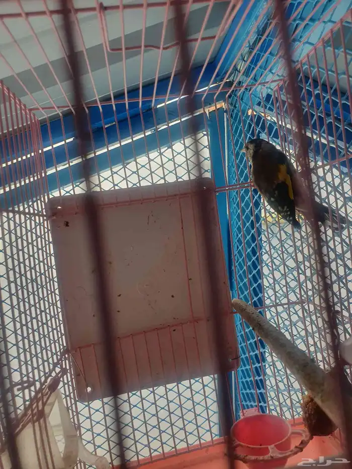 مجموعه طيور للبيع 6