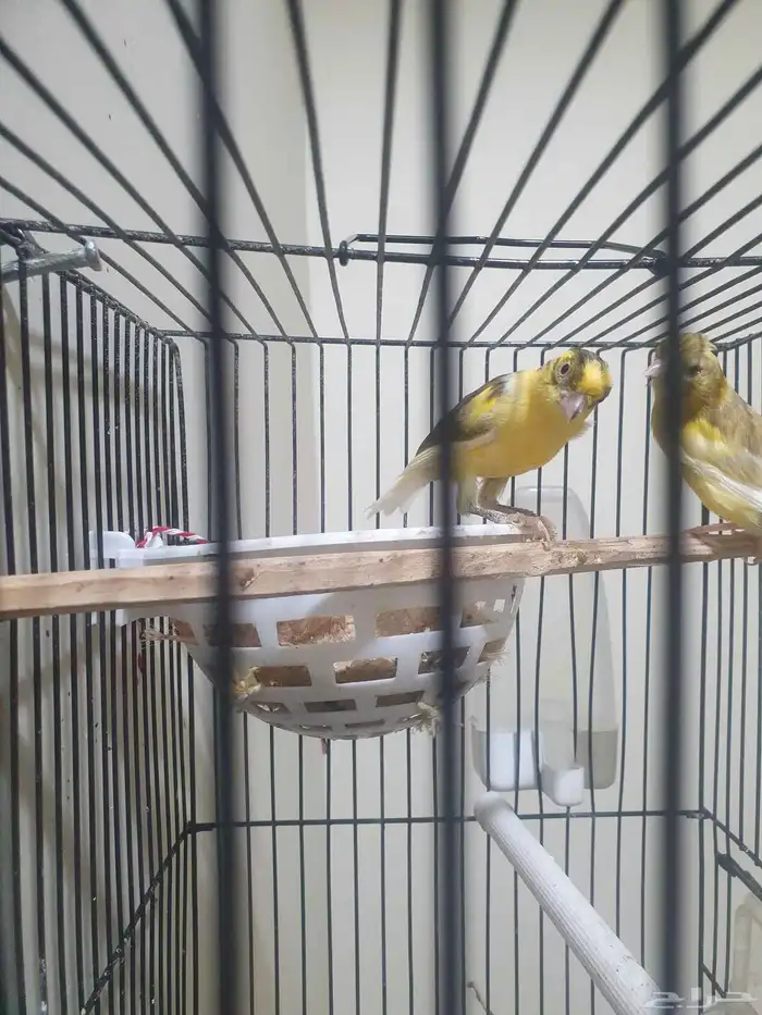 مجموعه طيور للبيع 21