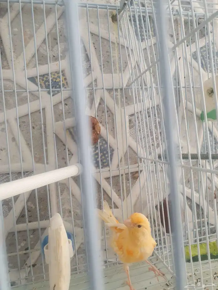 مجموعه طيور للبيع 9