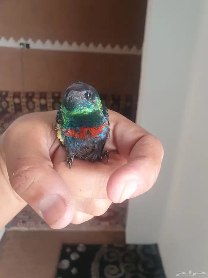 مجموعه طيور للبيع 13