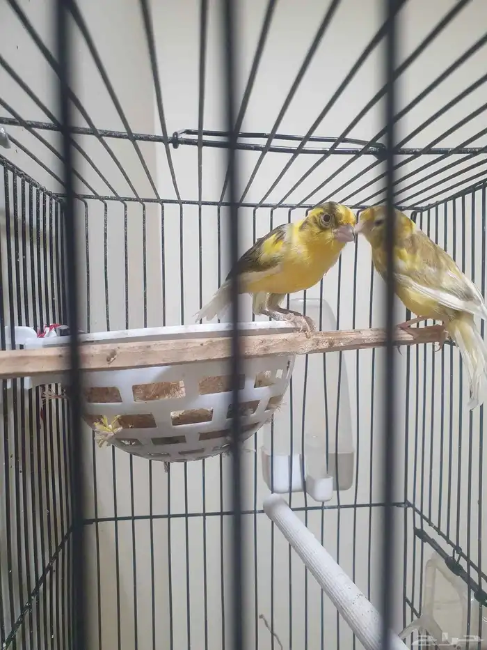 مجموعه طيور للبيع 23