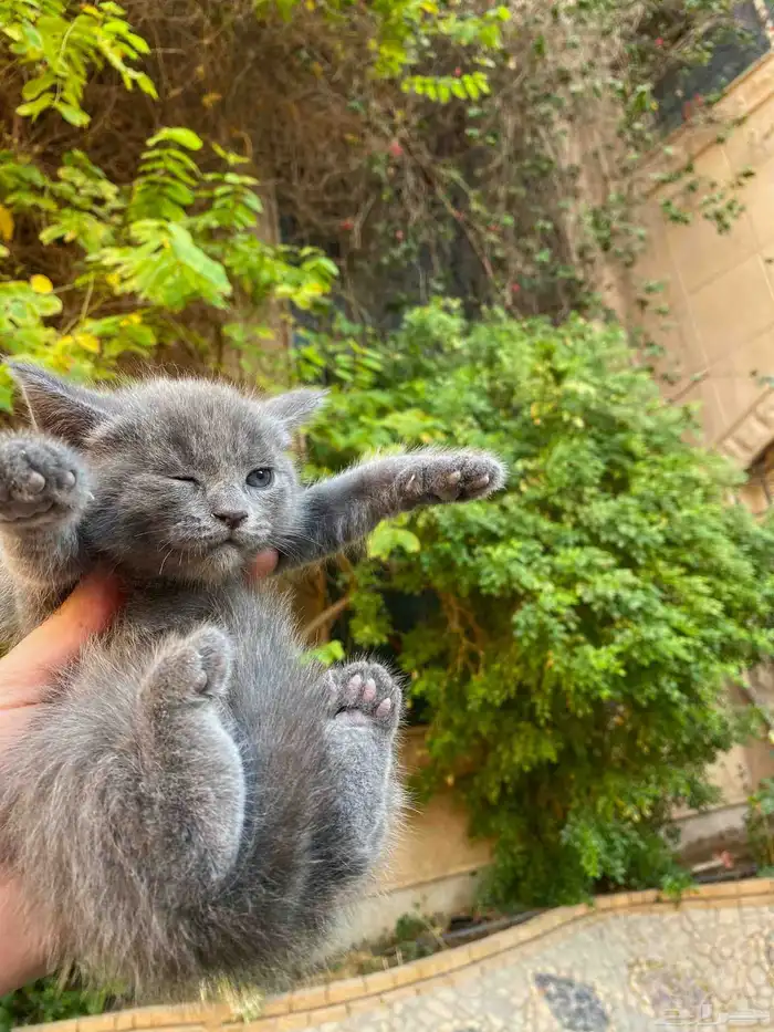 سكوتش فولد مطعمين الوان مميزة للبيع ولايوجد تبني 42