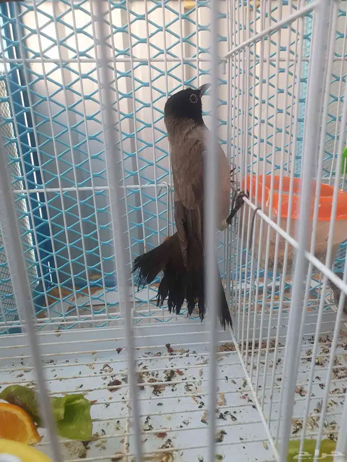 مجموعه طيور للبيع 17