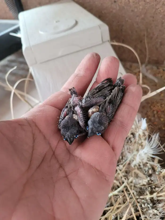 فروخ قولدن فنش 2