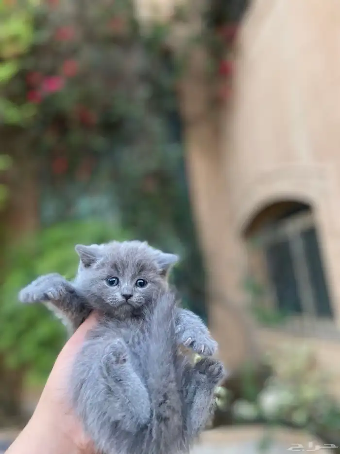 سكوتش فولد مطعمين الوان مميزة للبيع ولايوجد تبني 11