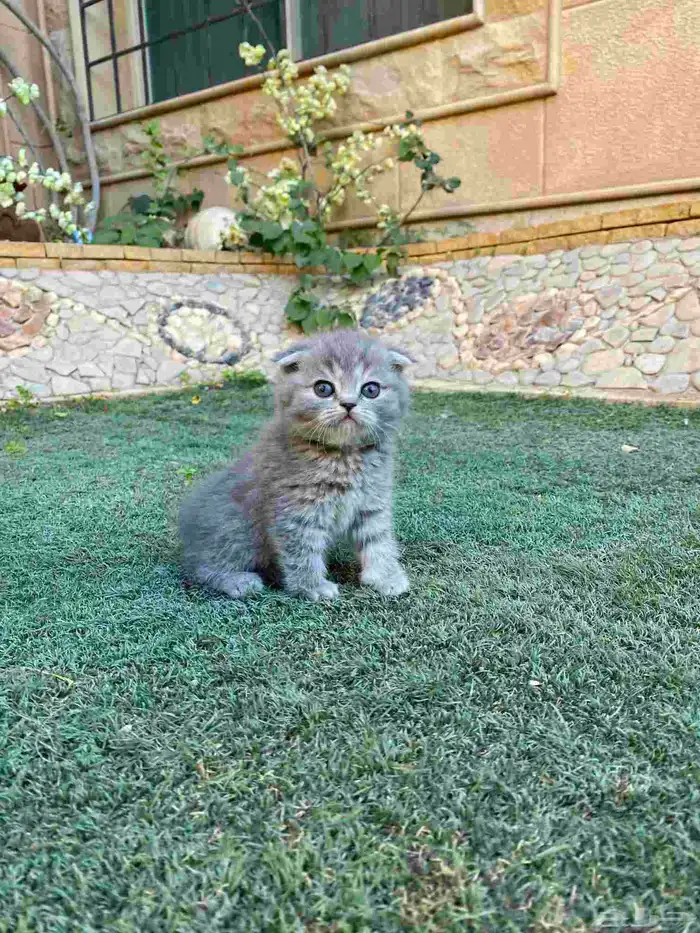 سكوتش فولد مطعمين الوان مميزة للبيع ولايوجد تبني 28