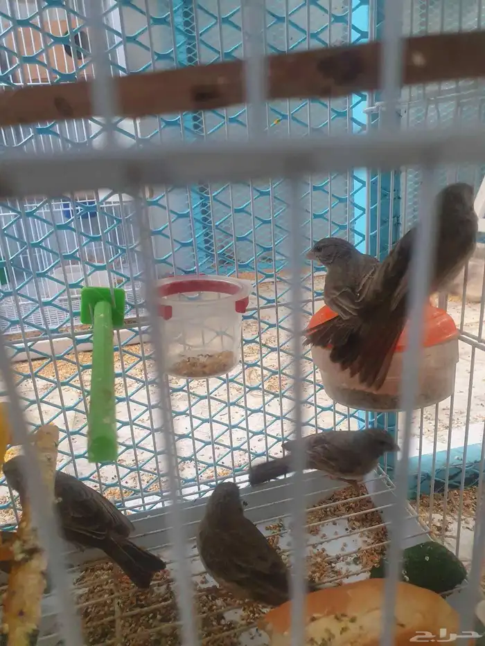 مجموعه طيور للبيع 4