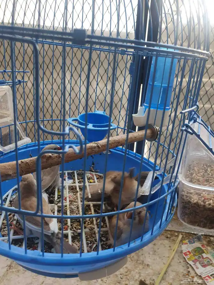 مجموعه طيور للبيع 2