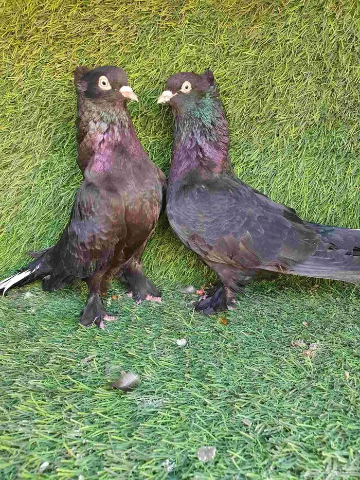 زوج تركي اسود لمعه 5