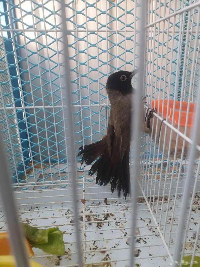 مجموعه طيور للبيع 18