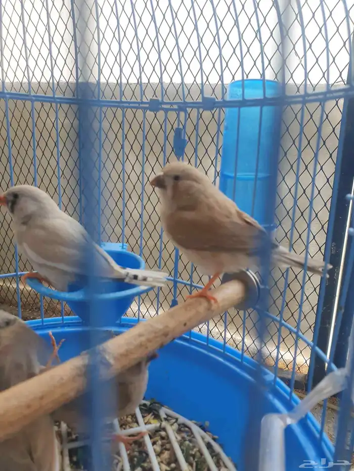 مجموعه طيور للبيع 0