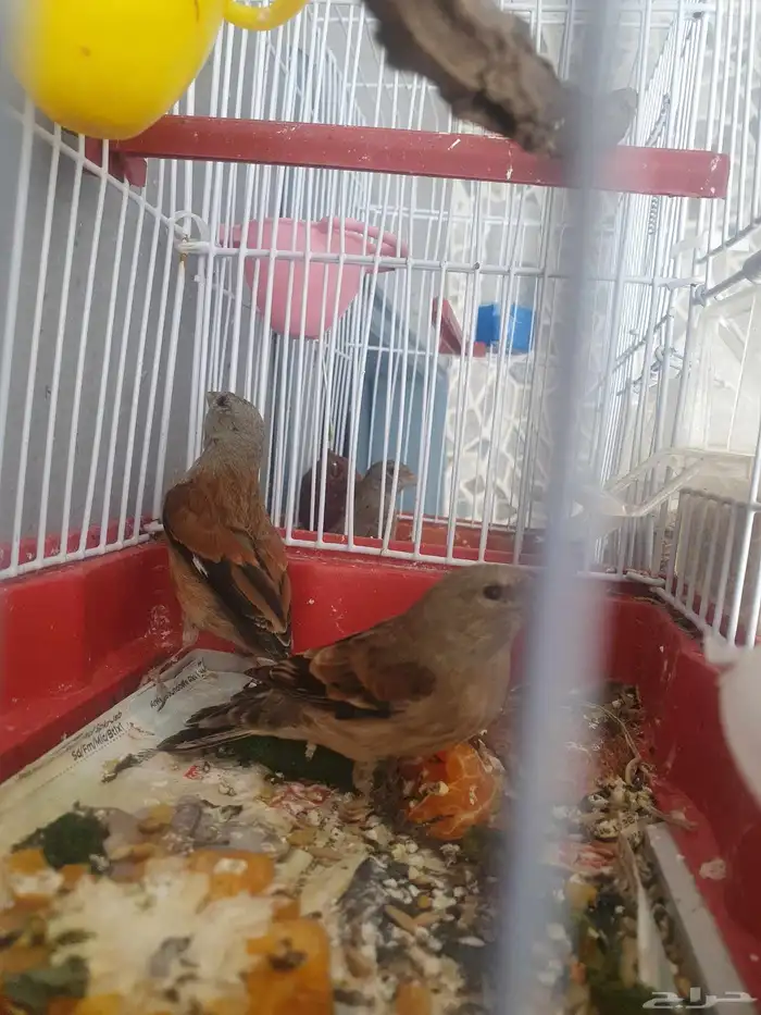 مجموعه طيور للبيع 7