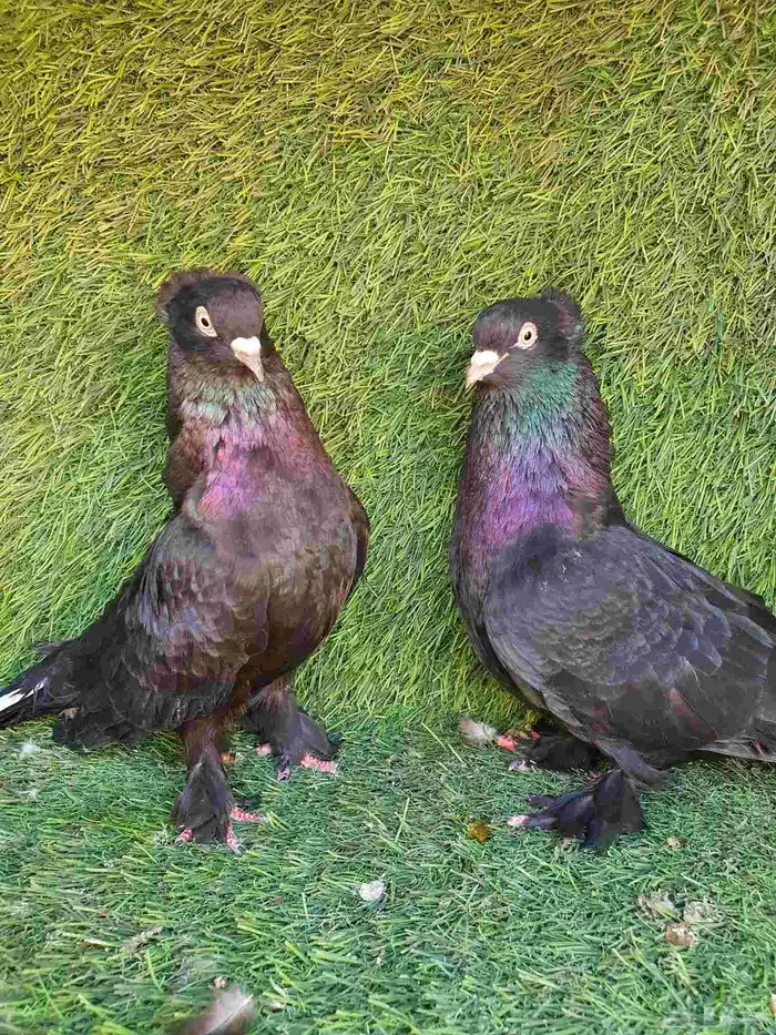 زوج تركي اسود لمعه 7