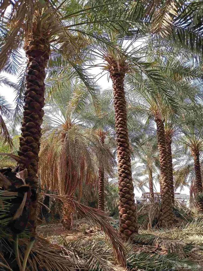 يوجد لدينا نخل مكرب هلال من 3م لا 6م 2