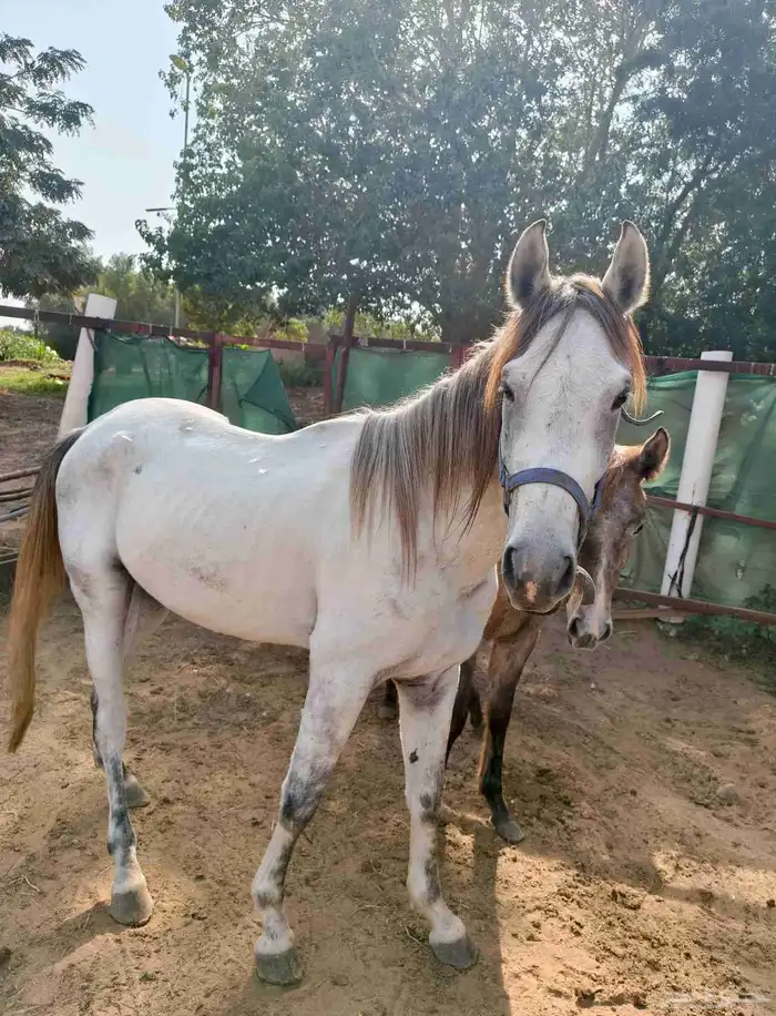 خيوال البيع 0