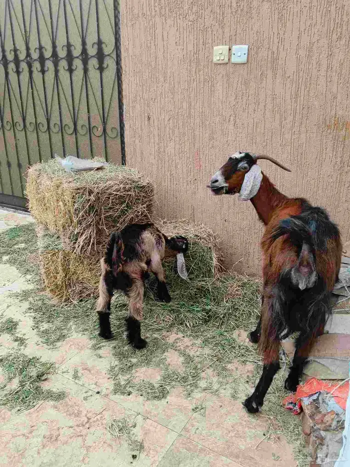 عنز مشروكه معها تيس 1