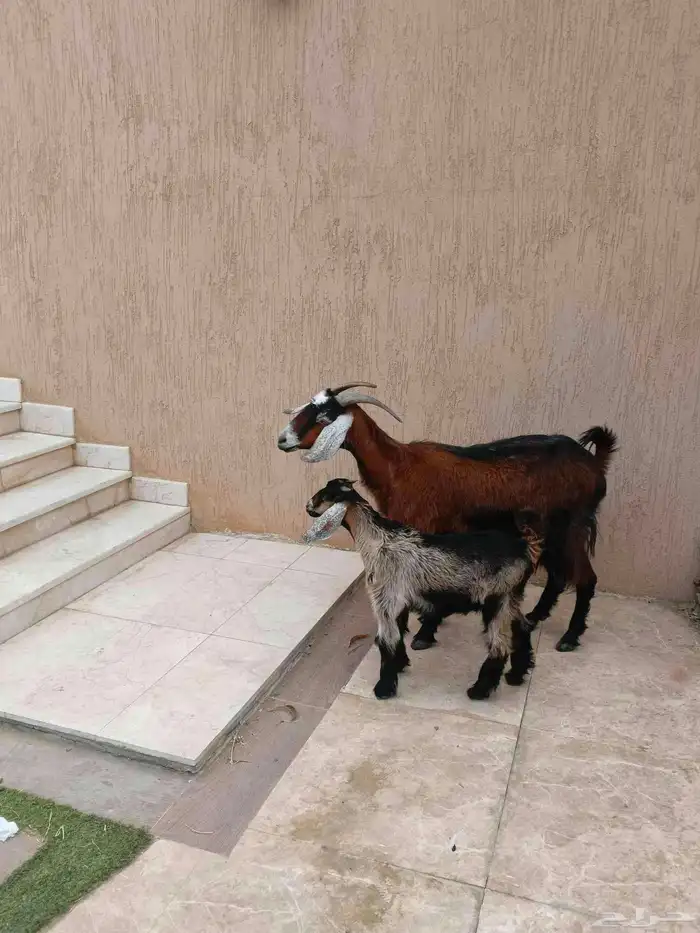 عنز مشروكه معها تيس 0