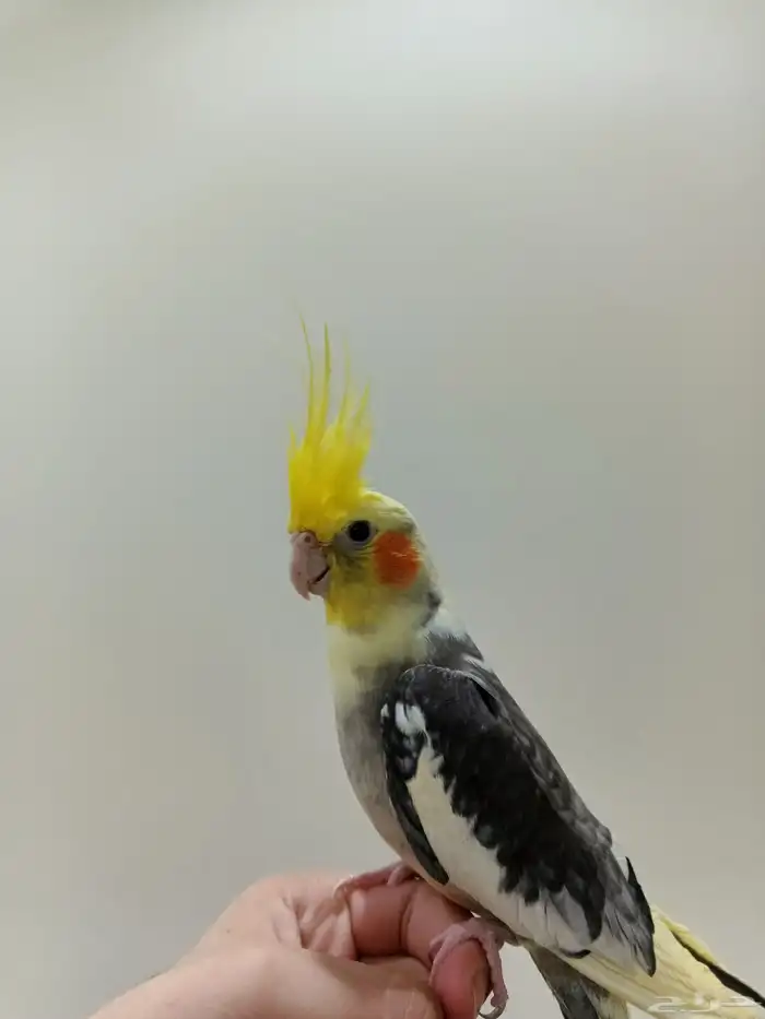 كروان أليف وهدد ومغرد 2