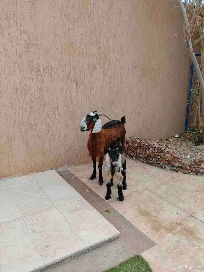 عنز مشروكه معها تيس 4