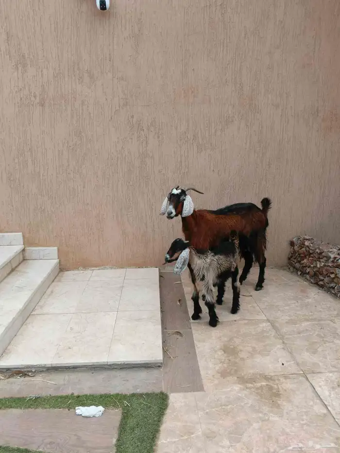 عنز مشروكه معها تيس 3