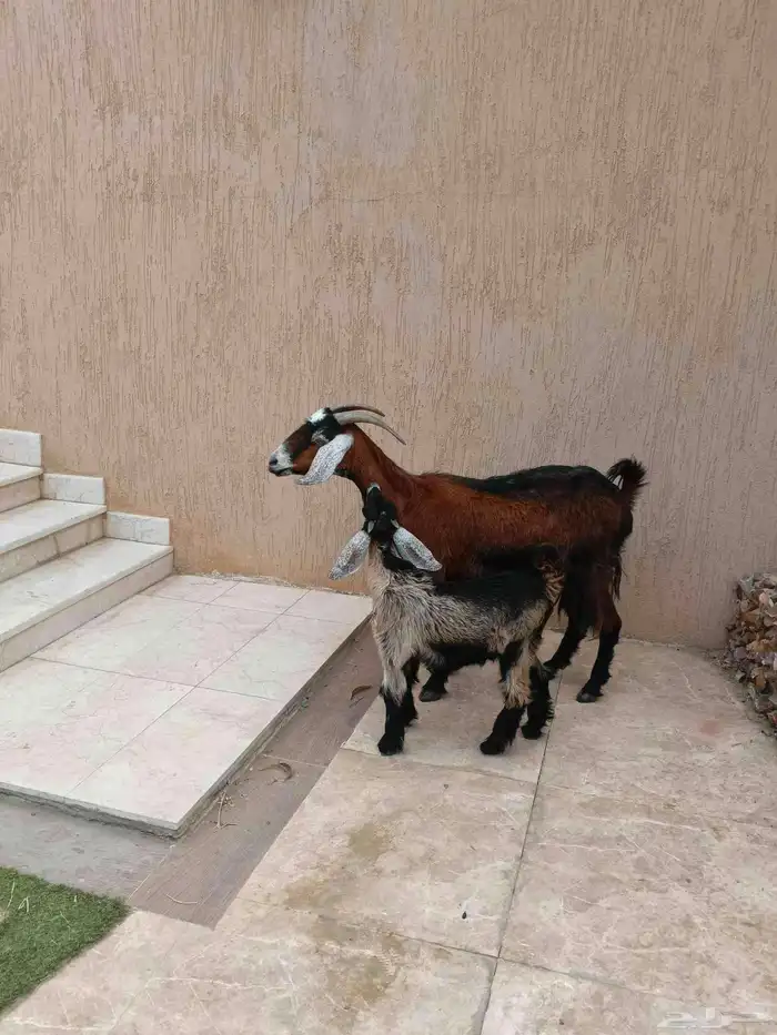 عنز مشروكه معها تيس 2