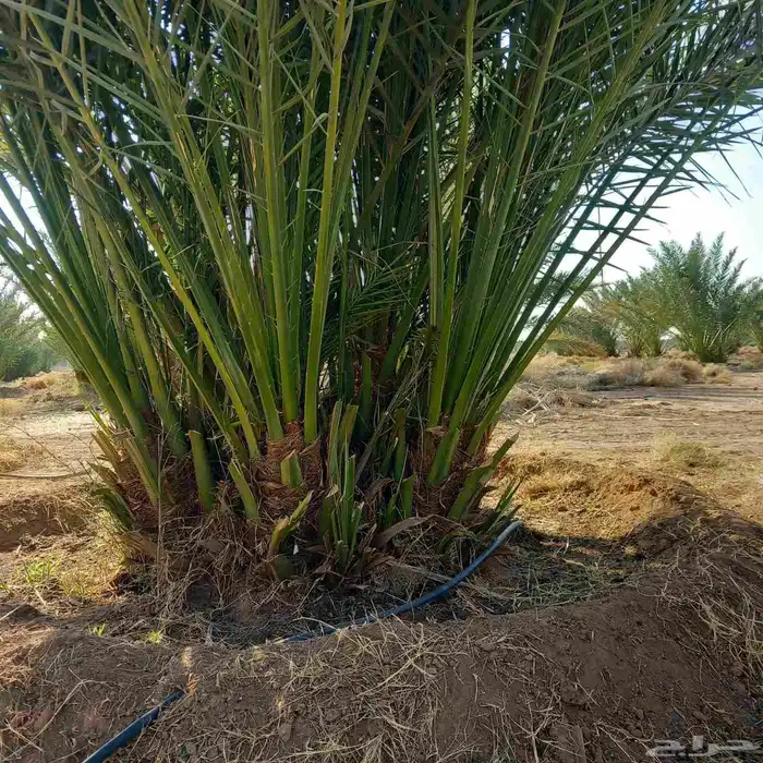 فروخ برني كبيره طيبه 0