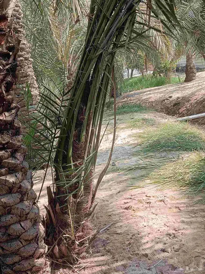 نخيل للبيع 1