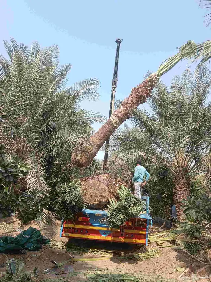 نخيل للبيع 0