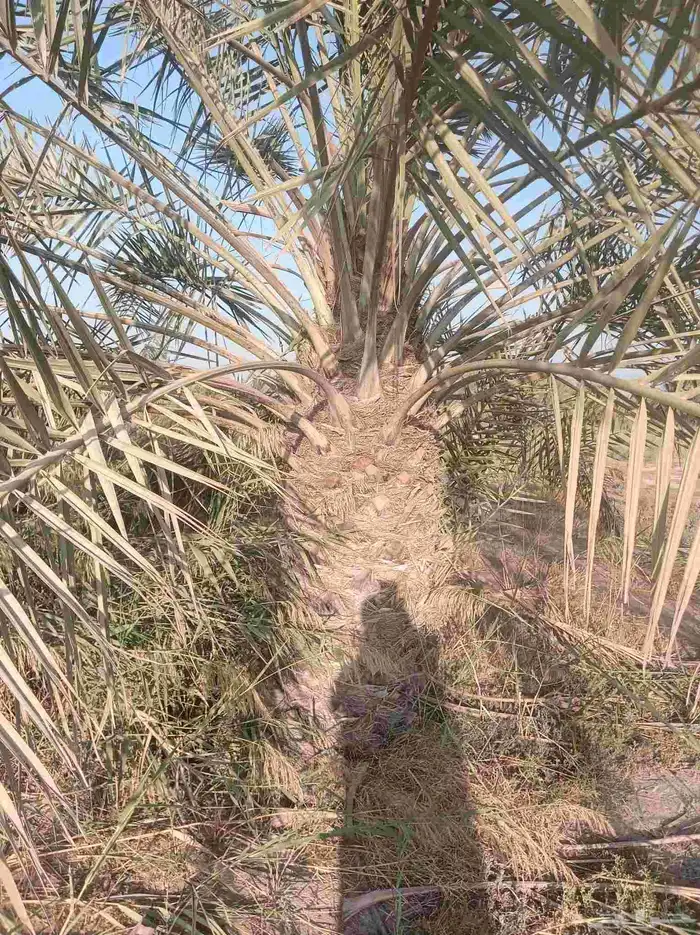 نخيل للبيع 7