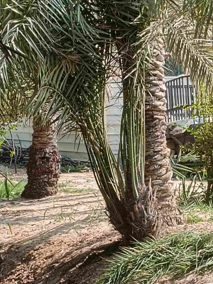 نخيل للبيع 2