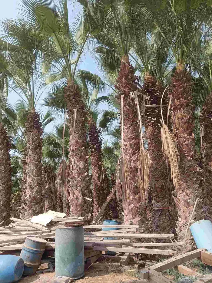 نخيل للبيع 4