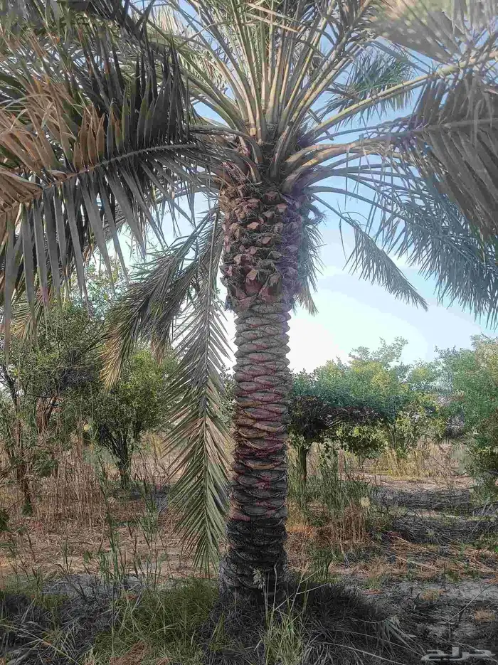 نخيل للبيع 8
