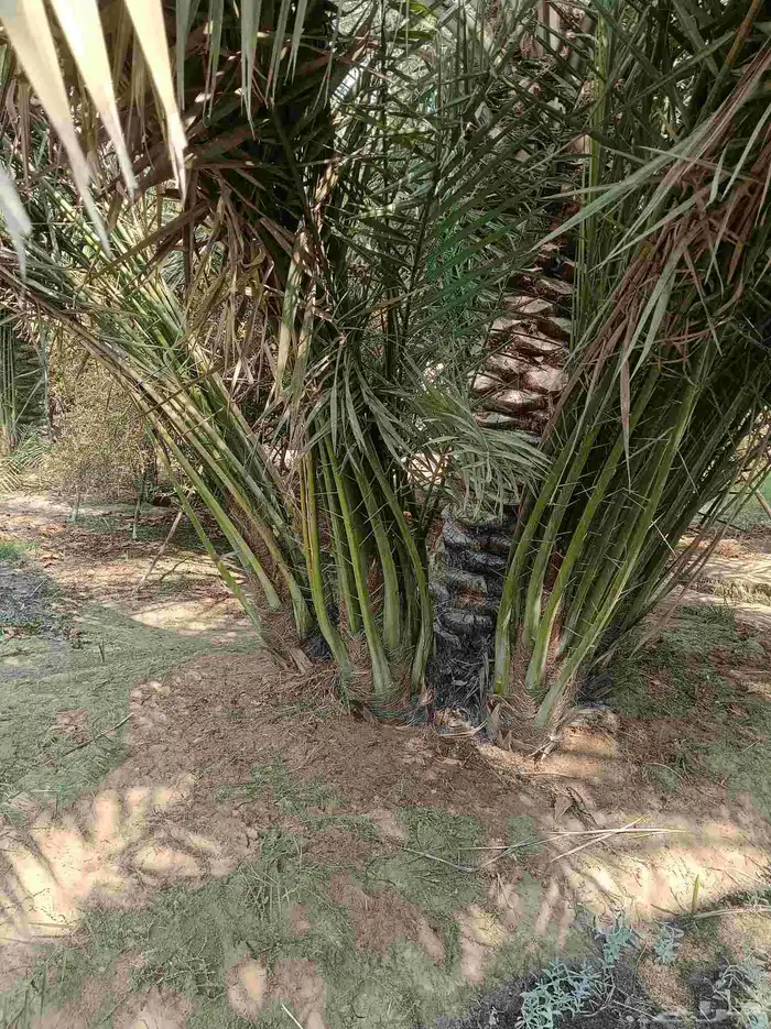 نخيل للبيع 3