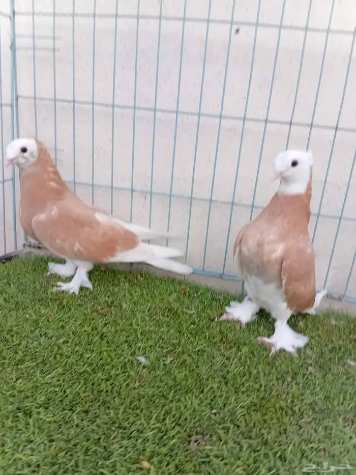 طبه تركي طواقي اصفر 3