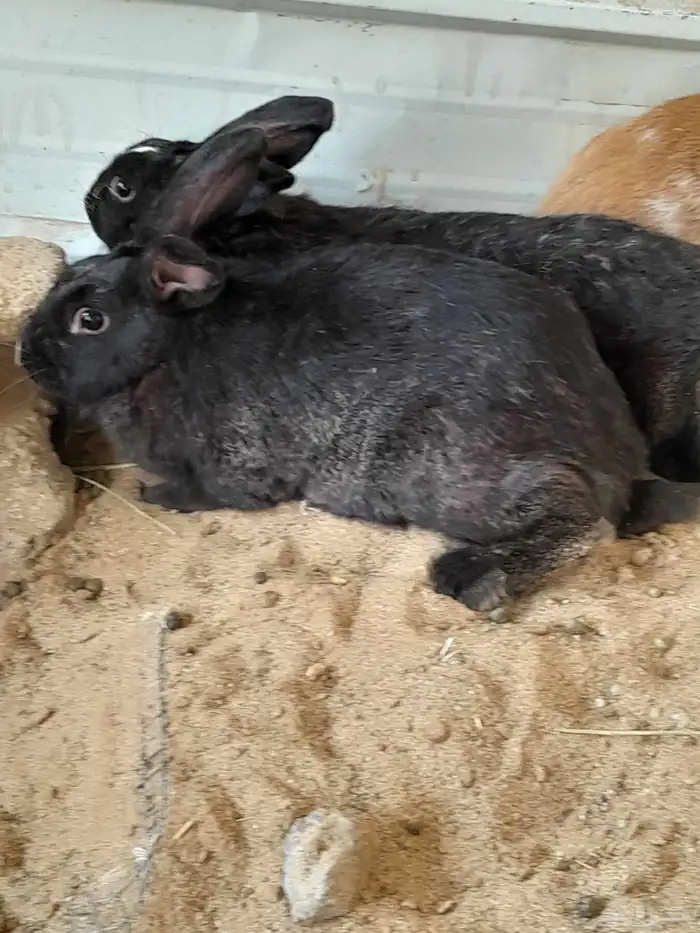 للبيع 4ارانب و2دياكه 0