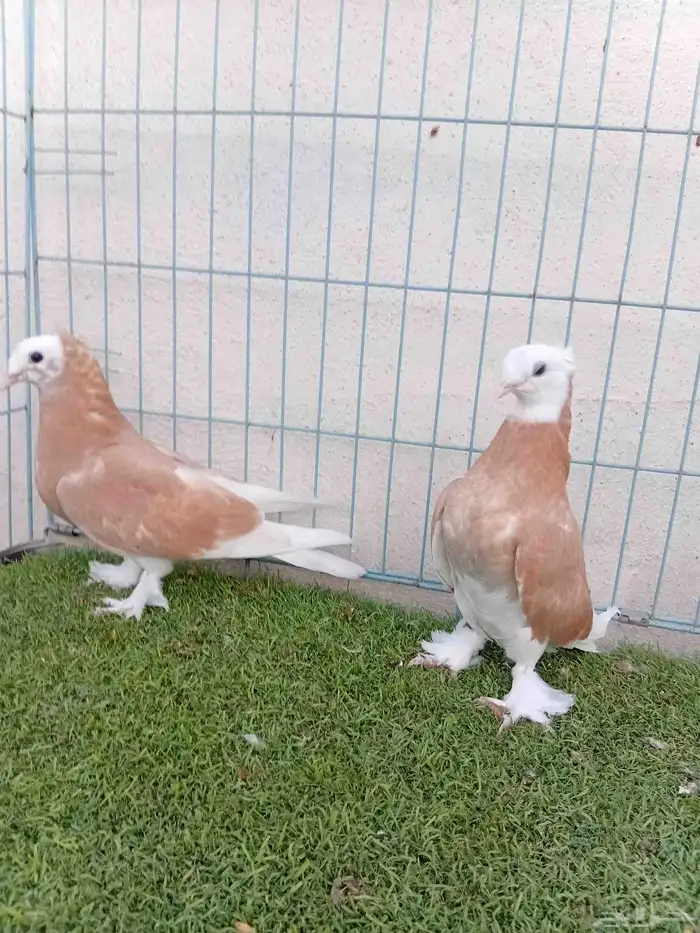 طبه تركي طواقي اصفر 4