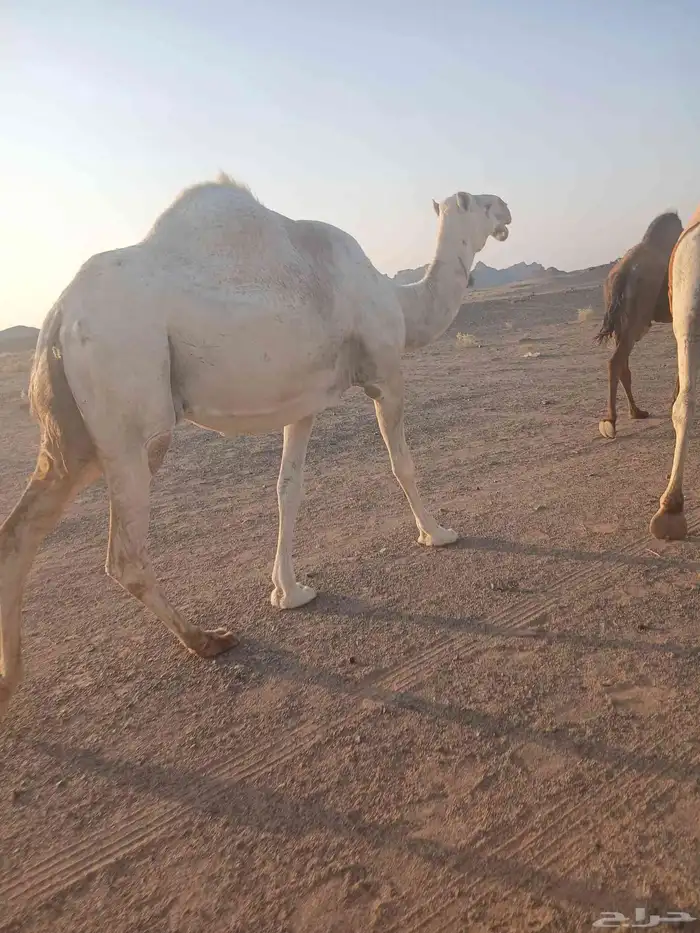 للبيع الناقه الوضحا الملاقي 0