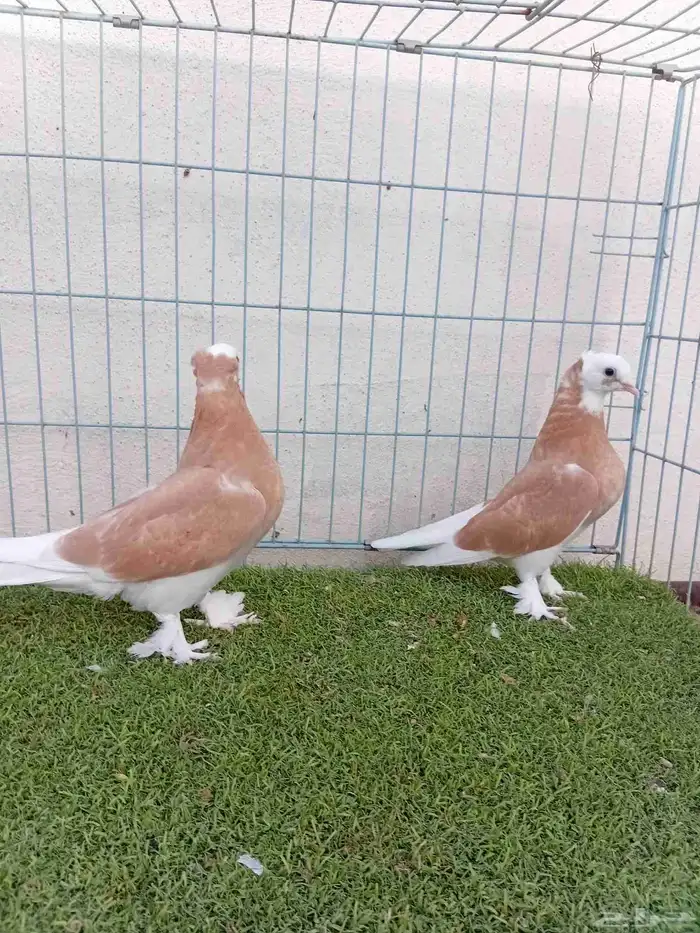 طبه تركي طواقي اصفر 2