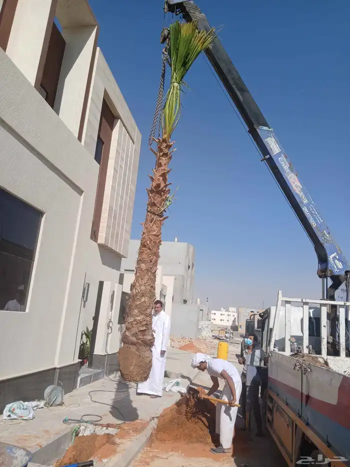 نخل واشنطن 1